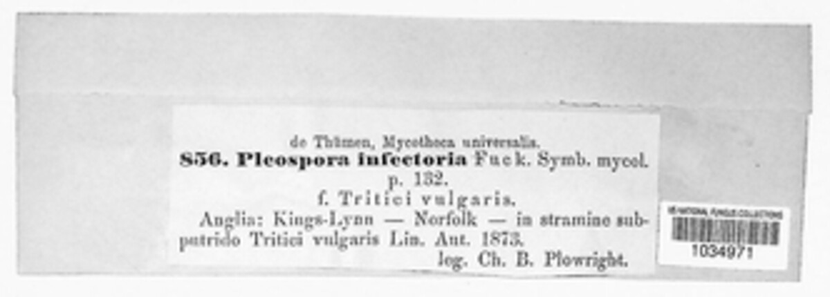 Alternaria infectoria image